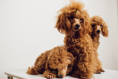 Adorable Mini Toy Poodle with Golden Brown Fur on a white backgroundの写真素材