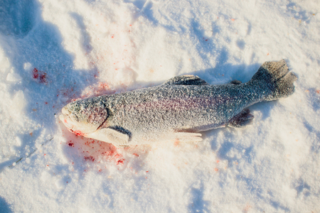 A fisherman's success on a cold winter's day on top of a frozen lake fish troutの写真素材