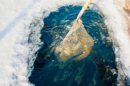 farm trout winter ice-hole fish lake catching a foodの写真素材