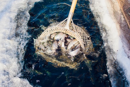 farm trout winter ice-hole fish lake catching a mace foodの写真素材