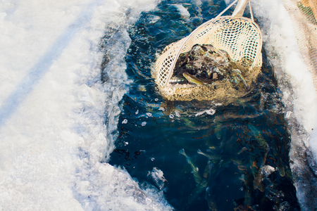 farm trout winter ice-hole fish lake catching a foodの写真素材