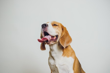 beautiful beagle dog isolated on white xmaxの写真素材