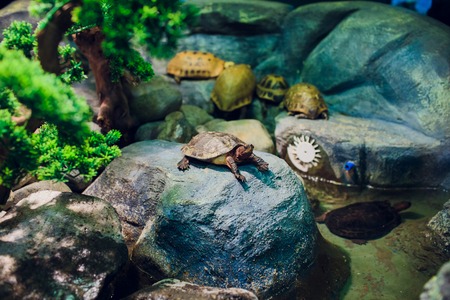 photography of the terrapin on green turtles in an aquariumの写真素材