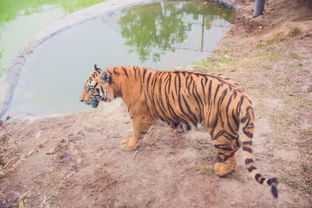 Tiger Swimming in the zoo park asiaの写真素材