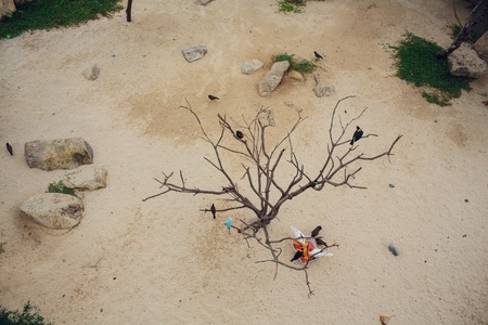group of beautiful parrots in a tree park asiaの写真素材