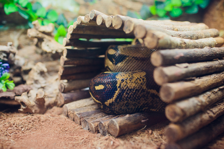 A snake at a terrarium in a zoo, orthriophis taeniurus albino animalの写真素材