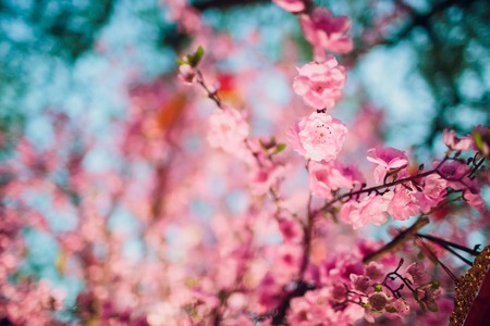cherry blossoms for chinese new year vietnamの写真素材