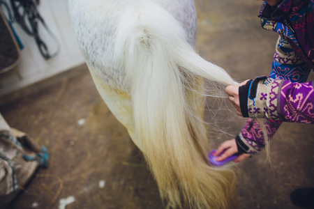 rider master woman caressing and grooming black horse.の写真素材