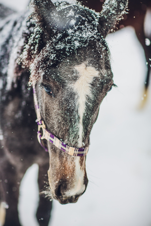 English Horse Orlov Trotter Detour of English race horse in an winter sunny dayの写真素材
