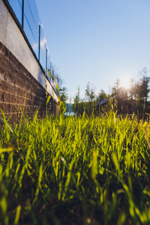 green grass texture for background park for animalsの写真素材