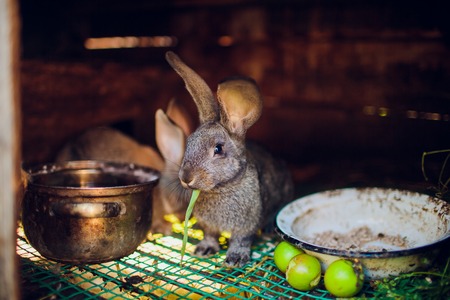 A group of young rabbits in the hutchの写真素材