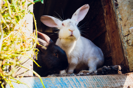 A group of young rabbits in the hutchの写真素材