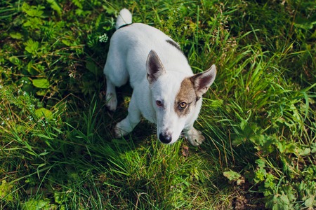 Cardigan Welsh Corgi looks aside pooch animal dogの写真素材