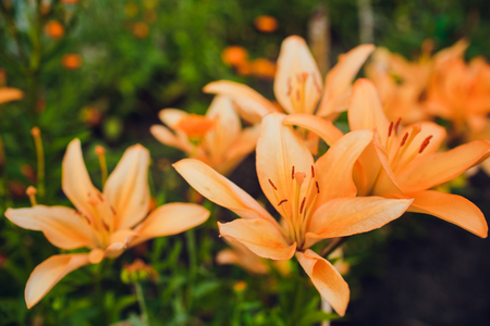 Lily flower in garden. Commonly known as Oriental Stargazer Lilyの写真素材