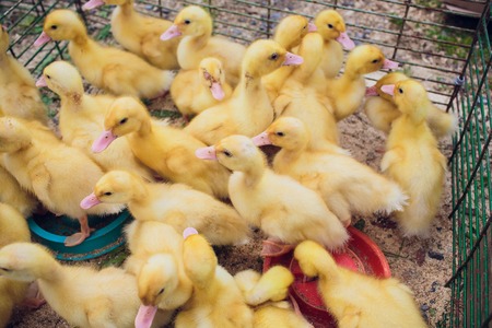 Yellow duck in box for sale at fair. Incubator ducklings for saleの写真素材