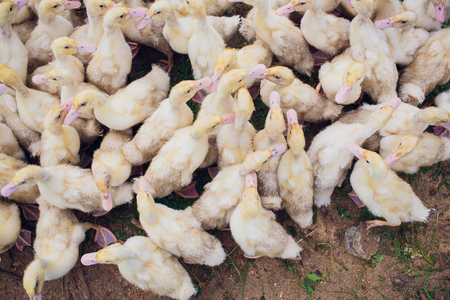 Yellow duck in box for sale at fair. Incubator ducklings for saleの写真素材