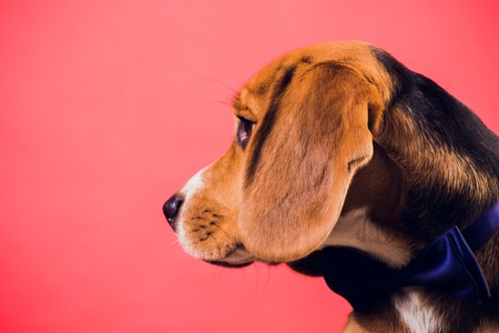 young puppy, beagle dog, isolated on red backgroundの写真素材