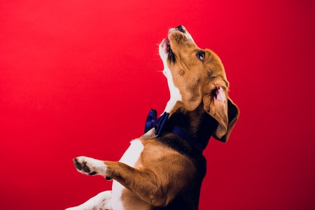 young puppy, beagle dog, isolated on red backgroundの写真素材