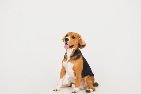 beautiful beagle dog isolated on whiteの写真素材