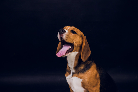young puppy, beagle dog, isolated on black backgroundの写真素材