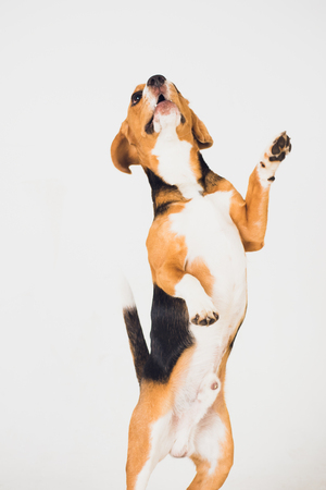 beautiful beagle dog isolated on whiteの写真素材