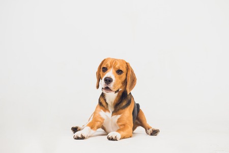 beautiful beagle dog isolated on whiteの写真素材