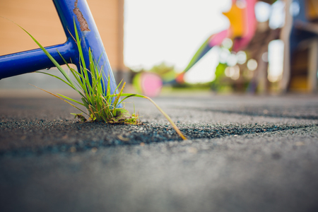Seed to grow through the cracks of the asphalt road in the concept of trying to grow, though it will be difficult.の写真素材