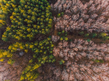 Empty highway in the autumn forest. Beautiful view of the road from the air. Shooting with quadrocopterの写真素材