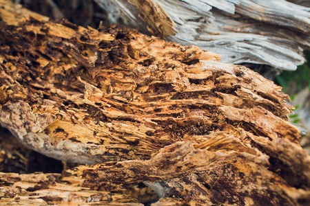 Spil tree. Rings near a tree. Texture for design or background