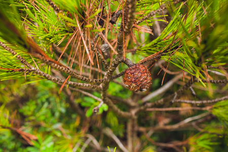 Summer in a pine forest.Nature in the vicinityの写真素材
