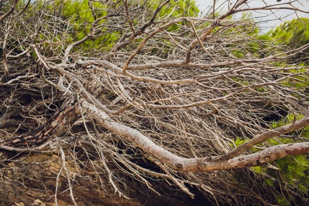 Naked branches of a tree against blue sky close up.の写真素材