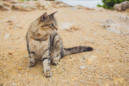 European Wild Cat Felis silvestris sitting on a rock.の写真素材