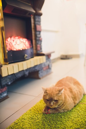 cute cat A cat portrait. cat is posing in a home.の写真素材