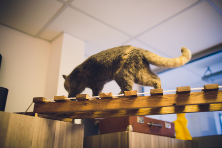 Ufa, Russia, Koteinay, 5 November, 2018: Beautiful interior of modern cat cafe.の写真素材