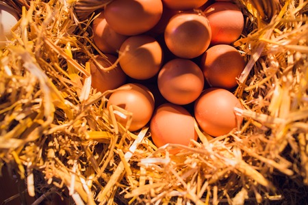 fresh chicken eggs with nest,A pile of brown eggs in a nest.