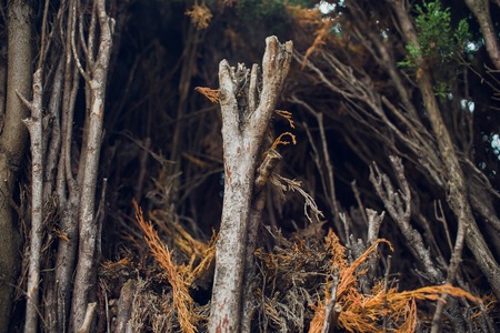 Rows of fruit trees in the spring. Yet without leaves.の写真素材