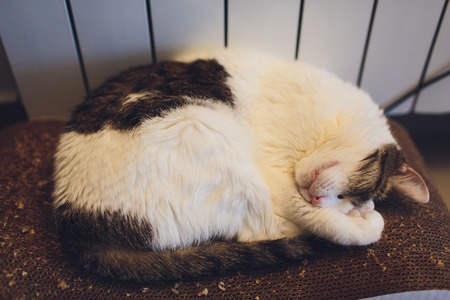 Beautiful big cat sleeping on the carpet in the house.の写真素材