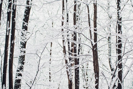 Winter forest on sun and tree in snow.