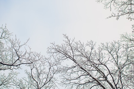 Winter forest on sun and tree in snow.の写真素材