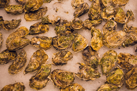 Fresh opened oyster offered as top view on crushed ice with copy space right.の写真素材