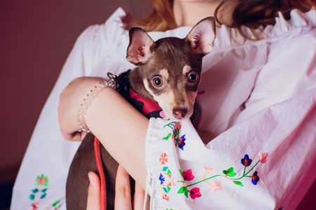 Cute light brown chihuahua dog sitting in a pink living room settingの写真素材