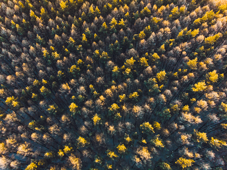 Flying over the pine forest. aerial survey. snow treesの写真素材