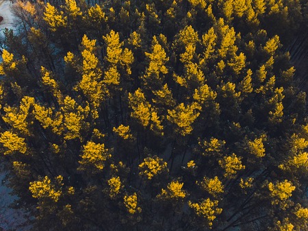 Flying over the pine forest. aerial survey. snow trees