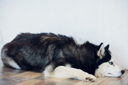 Portrait of a Husky with blue eyesの写真素材