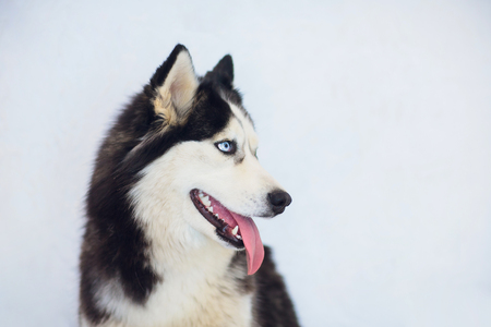 Portrait of a Husky with blue eyesの写真素材