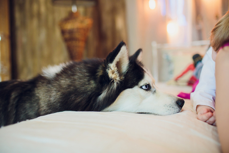 dog with a host Portrait Husky with blue eyesの写真素材