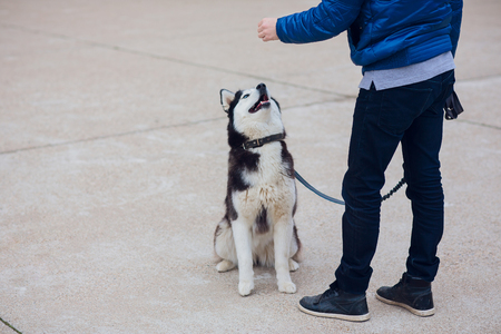Portrait of a Husky with blue eyesの写真素材