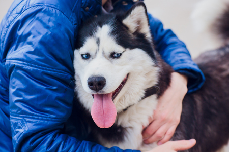 Portrait of a Husky with blue eyesの写真素材