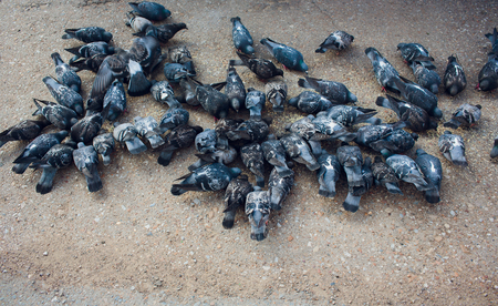 A homeless hungry wild pigeon pecks cookies on the asphalt. Gray dove bird. Animal protection. Blurred background. Place for text.の写真素材