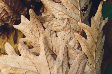 Macro of nearly skeletonized dry dead maple leaf in process of rotting, sticking on a tree trunk.の写真素材